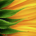 Sunflower by Trevor Slauenwhite Sunflower by Trevor Slauenwhite