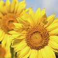 Sunflower Trio by Dawn Currie