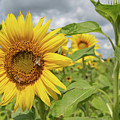 Sunflower with Honeybee Photograph by Carolyn Hutchins Sunflower with Honeybee Photograph by Carolyn Hutchins