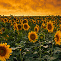 Sunflowers Photograph by Aaron J Groen
