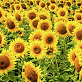 Sunflowers As Far As The Eye Can See Photograph by Marcy Wielfaert Sunflowers As Far As The Eye Can See Photograph by Marcy Wielfaert