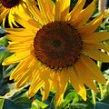 Sunflowers Photograph by Carol Whaley Addassi Sunflowers Photograph by Carol Whaley Addassi
