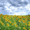 Sunflowers Photograph by Paolo Signorini Sunflowers Photograph by Paolo Signorini