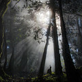 Sunlight in the forest Photograph by Donald Kinney Sunlight in the forest Photograph by Donald Kinney