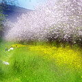 Sunlit breakfast on the grass by Dubi Roman