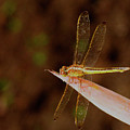 Sunning Dragon Photograph by Bill Barber Sunning Dragon Photograph by Bill Barber