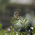Sunning Warbler Photograph by Heather E Harman Sunning Warbler Photograph by Heather E Harman