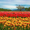 Sunny colorful tulip fields Photograph by Alex Lyubar Sunny colorful tulip fields Photograph by Alex Lyubar