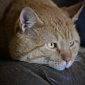 Sunny Photograph by DArcy Evans Sunny Photograph by DArcy Evans