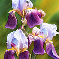 Sunny Irises Painting by Espero Art Sunny Irises Painting by Espero Art