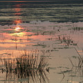 Sunny Marsh Photograph by Marc Champagne Sunny Marsh Photograph by Marc Champagne