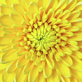 Sunny Side Up Photograph by Elvira Peretsman Sunny Side Up Photograph by Elvira Peretsman