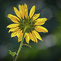 Sunny Sunflower Following the Sun With Enhancements Photograph by Debra Martz Sunny Sunflower Following the Sun With Enhancements Photograph by Debra Martz