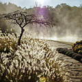 Sunrise fog  by Jim Mathis