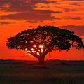 Sunrise in Maasai Mara  by Laura Hedien