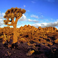 Sunrise On The Living Desert by Paul Breitkreuz