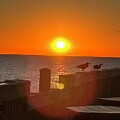Sunrise Over Ocean with Birds by Catherine Wilson