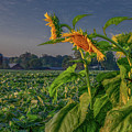 Sunrise With Sunflowers Photograph by Marcy Wielfaert Sunrise With Sunflowers Photograph by Marcy Wielfaert