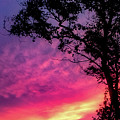 Sunset behind a tree Photograph by Kelsea Peet Sunset behind a tree Photograph by Kelsea Peet