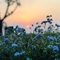 Sunset Behind Flowers Photograph by Prashant Dalal Sunset Behind Flowers Photograph by Prashant Dalal