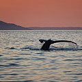 Sunset Humpback by Randy Hall