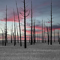 Sunset in the Cedar Swamp Photograph by Louis Dallara Sunset in the Cedar Swamp Photograph by Louis Dallara