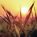 Sunset on a grass field Photograph by Vaclav Sonnek Sunset on a grass field Photograph by Vaclav Sonnek