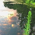 Sunset on the Green Photograph by Lisa Pearlman Sunset on the Green Photograph by Lisa Pearlman