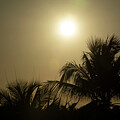 Sunset Palms by Vi Ray