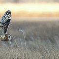 Sunset Seeker panoramic Photograph by James Overesch