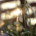 Sunshine goes through Galanthus nivalis Photograph by Vaclav Sonnek Sunshine goes through Galanthus nivalis Photograph by Vaclav Sonnek