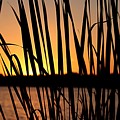 Sunset Through the Reeds Photograph by Mary Walchuck Sunset Through the Reeds Photograph by Mary Walchuck