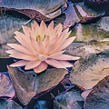Sunset Waterlily  Photograph by Julie Palencia