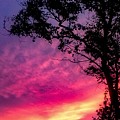 Sunset with a tree Photograph by Kelsea Peet Sunset with a tree Photograph by Kelsea Peet