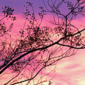 Sunset with Tree Branches by Trina Ansel