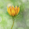 Sunshine Day Photograph by Marilyn Cornwell Sunshine Day Photograph by Marilyn Cornwell