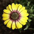Sunshine Photograph by Heather E Harman Sunshine Photograph by Heather E Harman