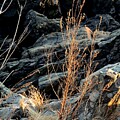 Sunshine On The Rocks by Marcia Lee Jones