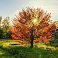 Sunstar and Beech Tree by Marianne Campolongo