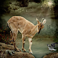 Sure Footed Digital Art by Maggy Pease Sure Footed Digital Art by Maggy Pease