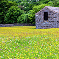 Swaledale Barn In a Wildflower Meadow by Les Hutton