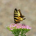 Swallowtail Butterfly Endures Photograph by Christopher Reed Swallowtail Butterfly Endures Photograph by Christopher Reed