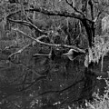 Swamp, Ft. George Island, Florida, 2004 Photograph by John Simmons Swamp, Ft. George Island, Florida, 2004 Photograph by John Simmons
