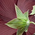 Swamp Hibiscus Photograph by M Kathleen Warren Swamp Hibiscus Photograph by M Kathleen Warren