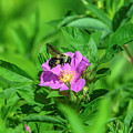 Swamp Rose and Departing Bumble Bee DFL1082 Photograph by Gerry Gantt Swamp Rose and Departing Bumble Bee DFL1082 Photograph by Gerry Gantt