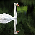 Swan at Spring Lake Photograph by Robert Carter Swan at Spring Lake Photograph by Robert Carter