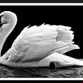 Swan Elegance Photograph by Nancy Ayanna Wyatt Swan Elegance Photograph by Nancy Ayanna Wyatt