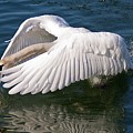 Swan landing on water Photograph by Tatiana Travelways