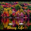 Swans Loving Life Photograph by Nancy Ayanna Wyatt Swans Loving Life Photograph by Nancy Ayanna Wyatt