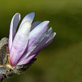 Sweet Magnolia Photograph by Cathy Kovarik Sweet Magnolia Photograph by Cathy Kovarik